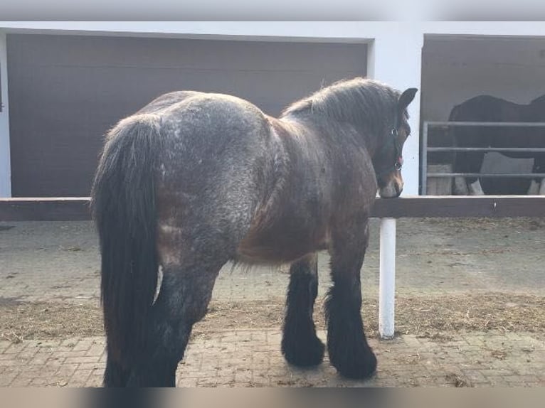 Polish Coldblood Stallion 2 years 15,1 hh Roan-Bay in M&#x141;AWA