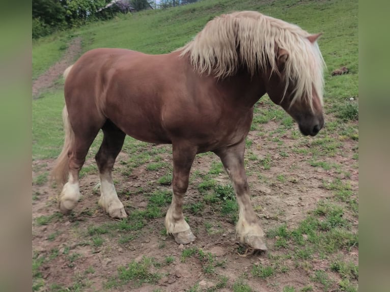 Polish Coldblood Stallion 3 years Chestnut-Red in Siemień Nadrzeczny