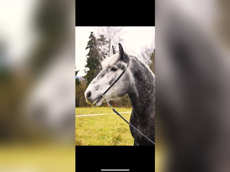Polish Coldblood Stallion 4 years 17,2 hh Grey-Dapple in Jeleśnia