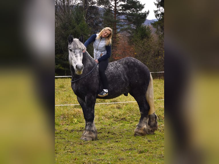 Polish Coldblood Stallion 4 years 17,2 hh Grey-Dapple in Jeleśnia