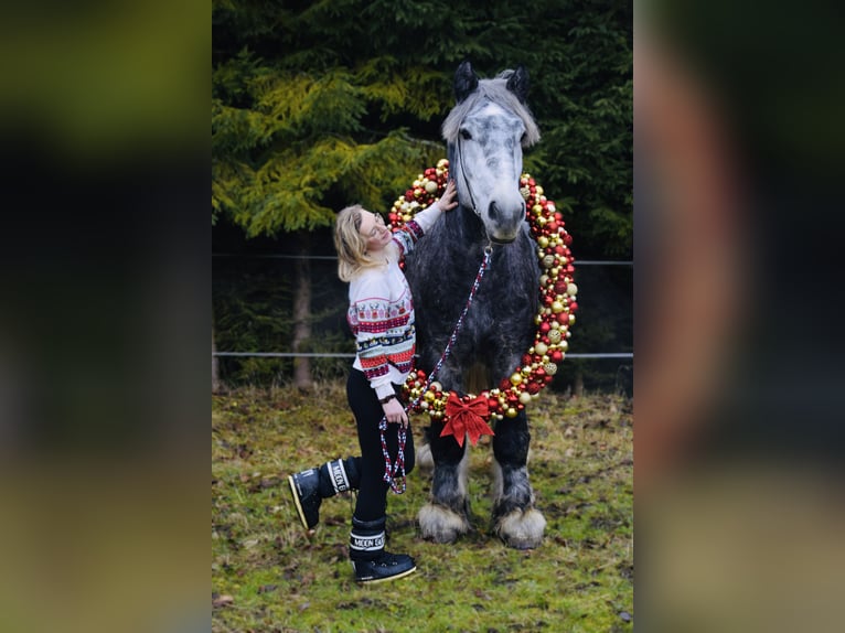 Polish Coldblood Stallion 4 years 17,2 hh Grey-Dapple in Jeleśnia