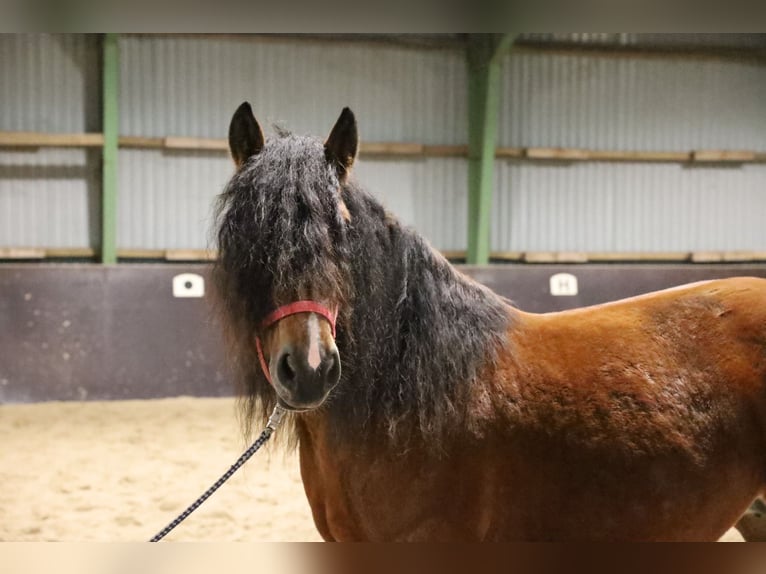 Polish Coldblood Stallion 6 years 16 hh Bay-Dark in Emsbüren