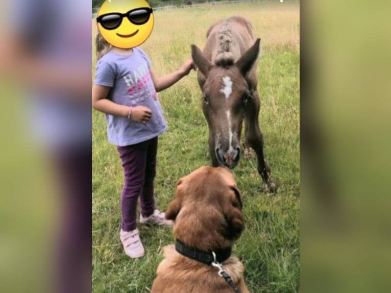 Polish Coldblood Stallion Foal (06/2025) 15,1 hh Chestnut-Red in Winsen (Aller)