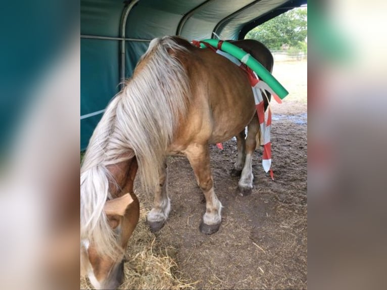 Polish Coldblood Stallion Foal (06/2025) 15,1 hh Chestnut-Red in Winsen (Aller)
