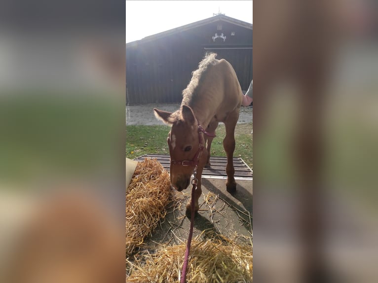 Polish Coldblood Stallion Foal (06/2025) 15,2 hh Dun in Winsen (Aller)
