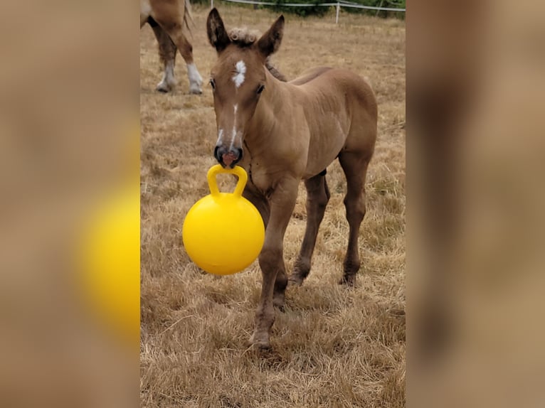 Polish Coldblood Stallion Foal (06/2025) 15,2 hh Dun in Winsen (Aller)