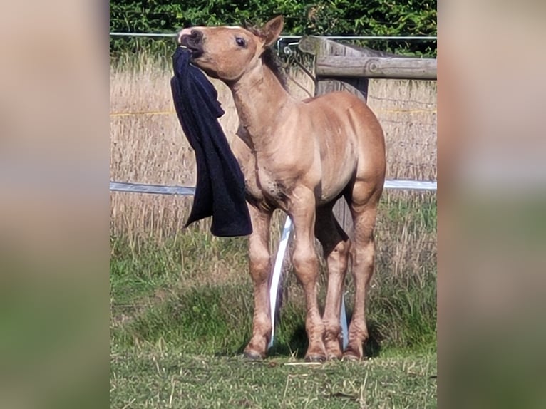 Polish Coldblood Stallion Foal (06/2025) 15,2 hh Dun in Winsen (Aller)