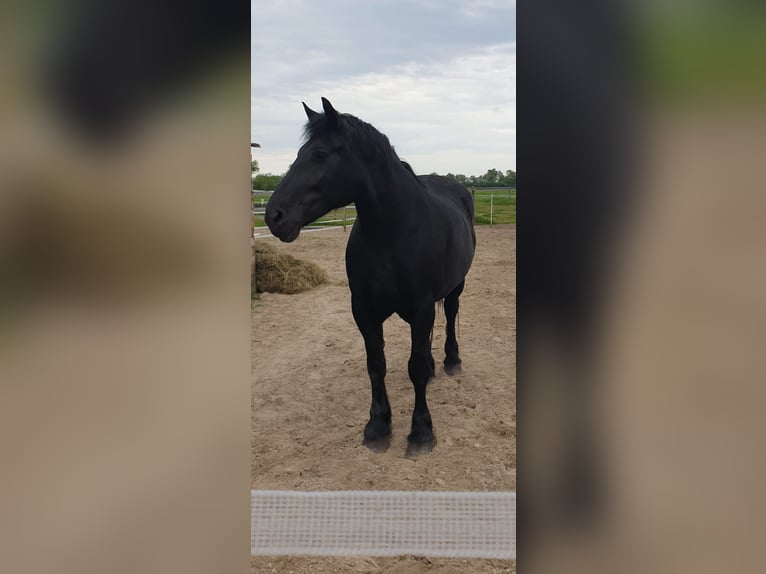 Polish Coldblood Mix Stallion Foal (08/2024) 16 hh Black in Friesoythe