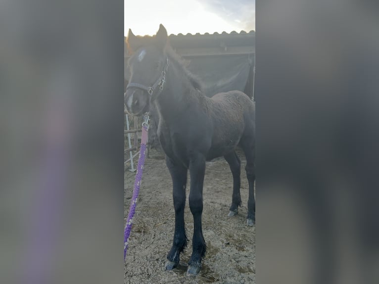 Polish Coldblood Mix Stallion Foal (08/2024) 16 hh Black in Friesoythe