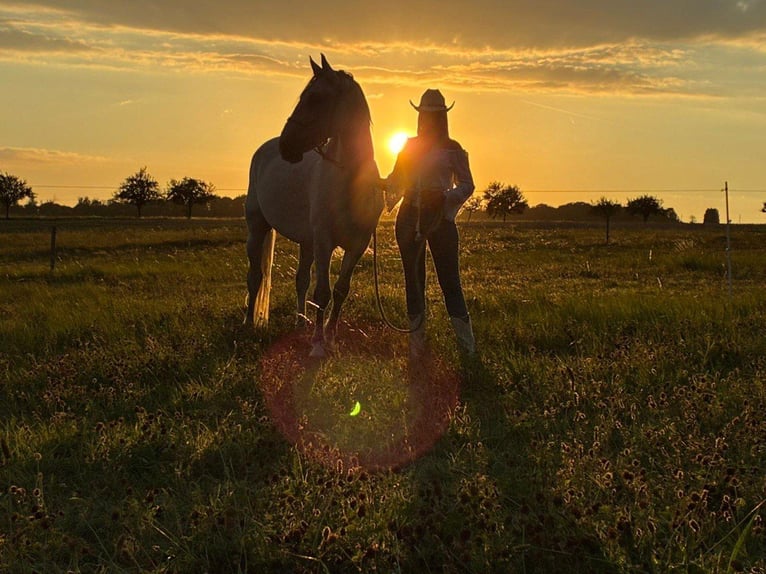 Polish Halfbred Mix Gelding 10 years 15.1 hh Grey in Schönborn