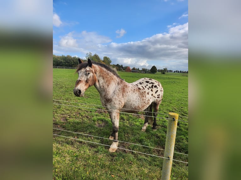 Polish Halfbred Mix Gelding 10 years 15.1 hh Leopard-Piebald in Satow