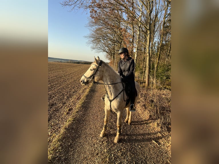 Polish Halfbred Mix Gelding 10 years 15.2 hh Grey in Reichenbach