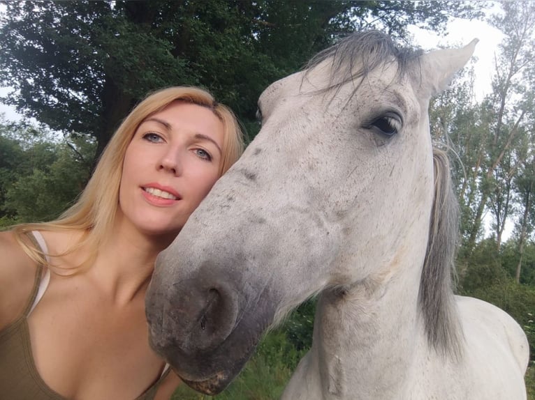 Polish Halfbred Mix Gelding 10 years 15,1 hh Grey in Kördorf