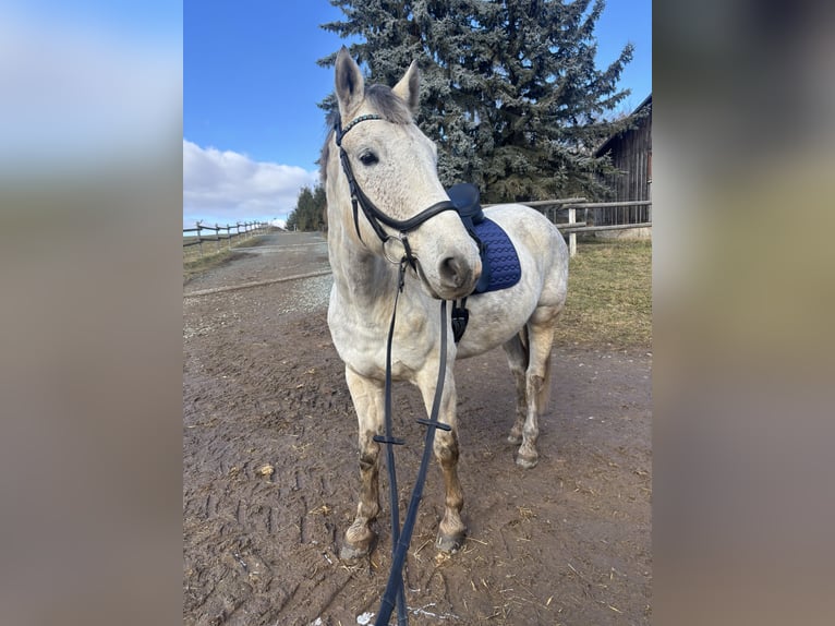 Polish Halfbred Mix Gelding 10 years 15,2 hh Grey in Reichenbach