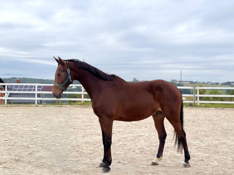 Polish Halfbred Gelding 10 years 16 hh Bay in Bielsko-Biała