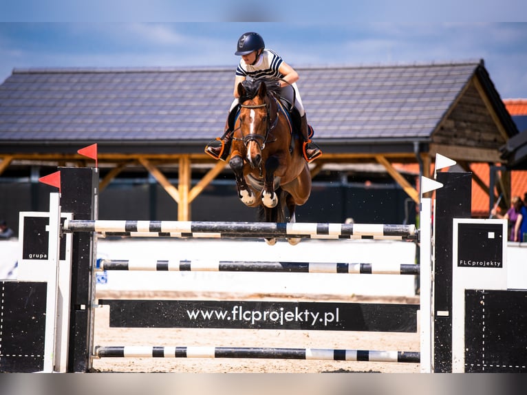 Polish Halfbred Gelding 10 years 16,1 hh Brown in Krasiej&#xF3;wGrodziec