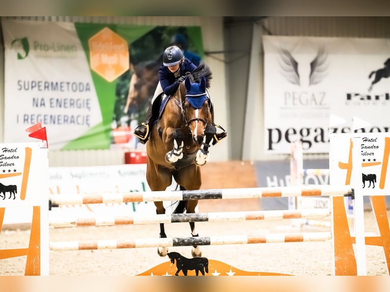 Polish Halfbred Gelding 10 years 16,1 hh Brown in Krasiej&#xF3;wGrodziec