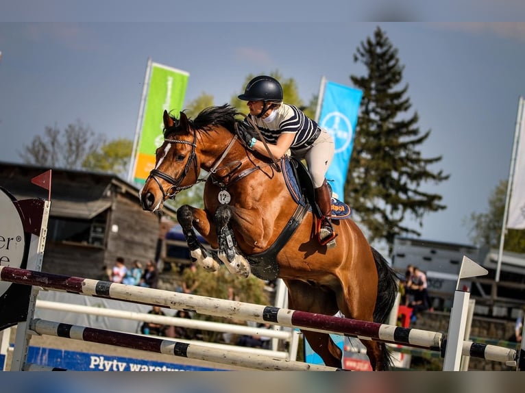 Polish Halfbred Gelding 10 years 16,1 hh Brown in Krasiej&#xF3;wGrodziec