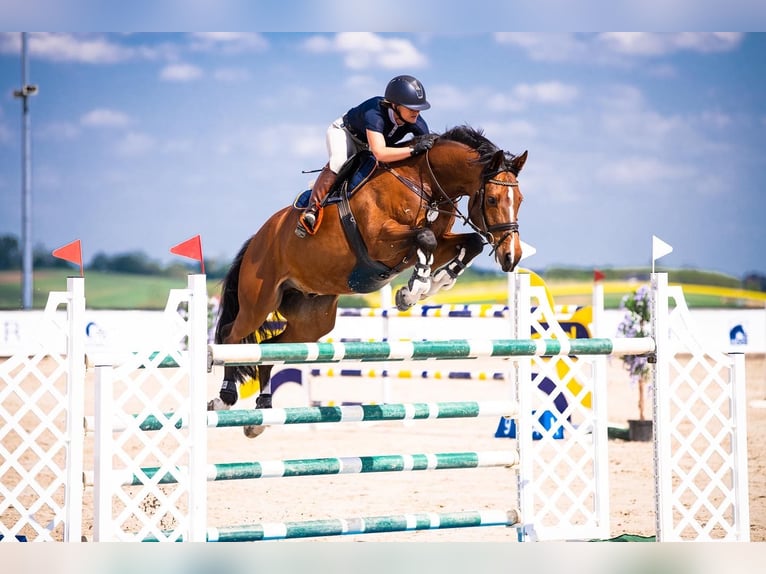 Polish Halfbred Gelding 10 years 16,1 hh Brown in Krasiej&#xF3;wGrodziec