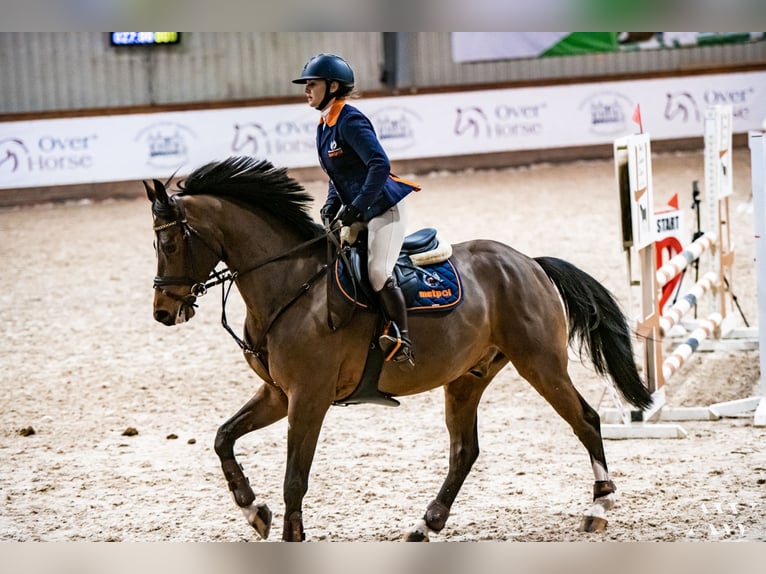 Polish Halfbred Gelding 10 years 16,1 hh Brown in Krasiej&#xF3;wGrodziec