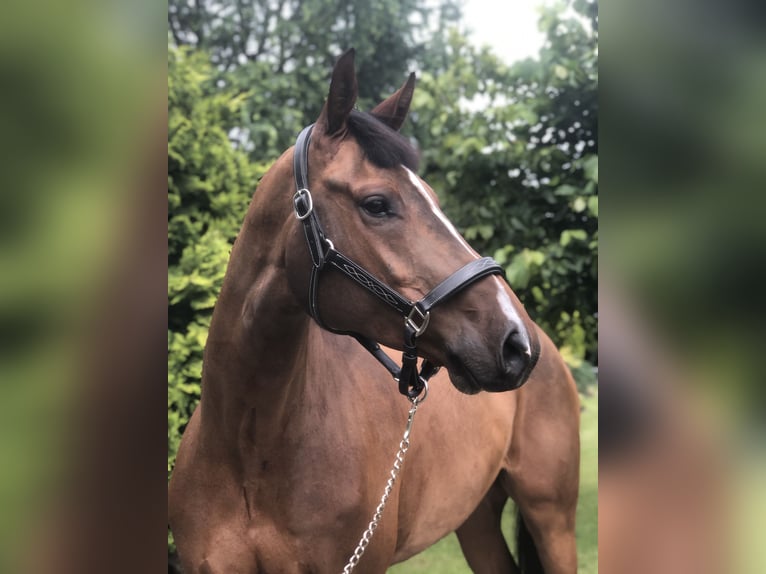 Polish Halfbred Gelding 10 years 16,1 hh Brown in Krasiej&#xF3;wGrodziec