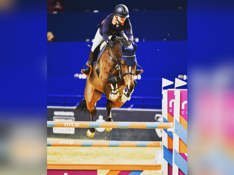 Polish Halfbred Gelding 10 years 16,1 hh Brown in Krasiej&#xF3;wGrodziec