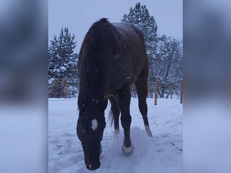 Polish Halfbred Gelding 10 years 16,1 hh Chestnut in Munkfors