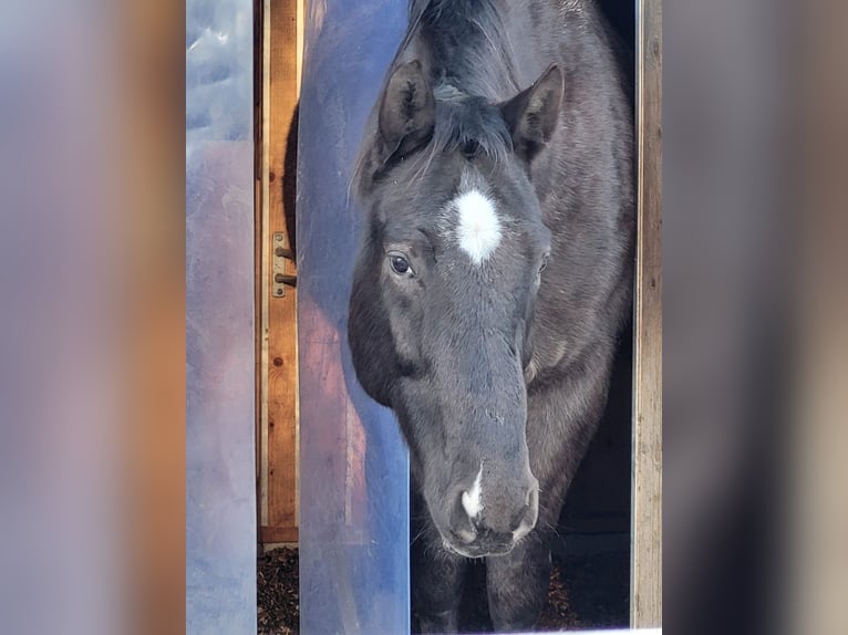 Polish Halfbred Gelding 10 years 16,1 hh Chestnut in Munkfors