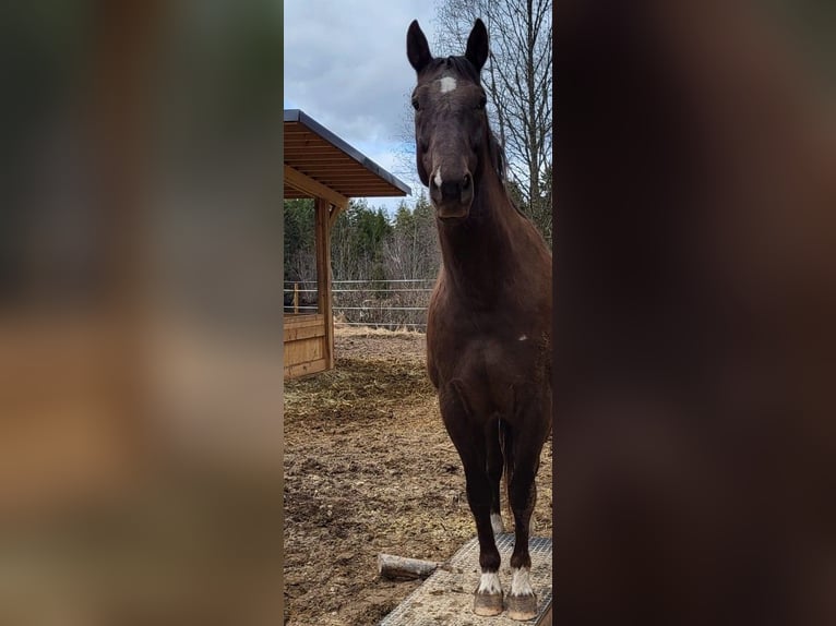 Polish Halfbred Gelding 10 years 16,1 hh Chestnut in Munkfors