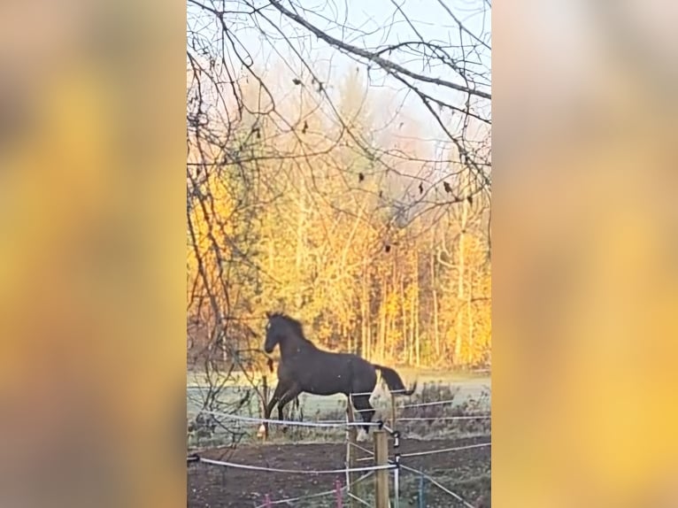 Polish Halfbred Gelding 10 years 16,1 hh Chestnut in Munkfors