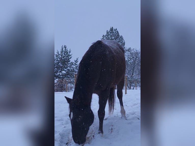 Polish Halfbred Gelding 10 years 16,1 hh Chestnut in Munkfors