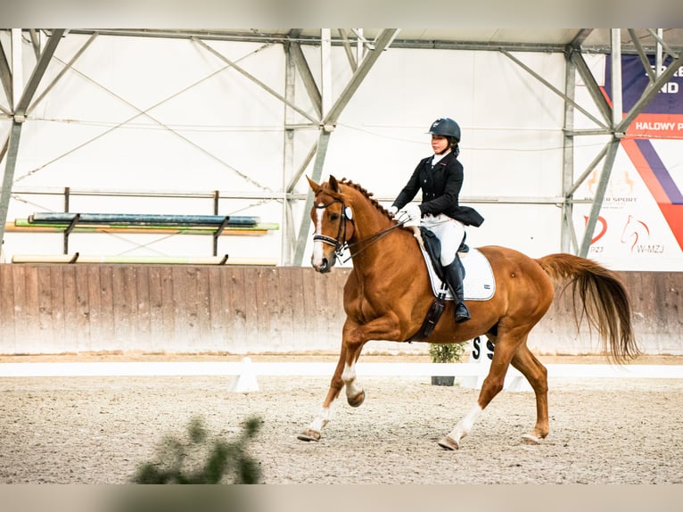 Polish Halfbred Gelding 10 years 17,1 hh Chestnut-Red in Kłaczyna