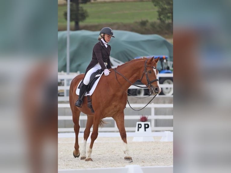 Polish Halfbred Gelding 10 years 17,1 hh Chestnut-Red in Kłaczyna