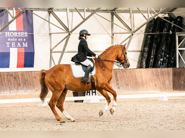Polish Halfbred Gelding 10 years 17,1 hh Chestnut-Red in Kłaczyna