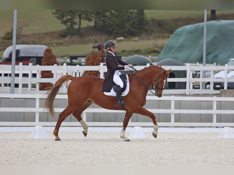 Polish Halfbred Gelding 10 years 17,1 hh Chestnut-Red in Kłaczyna