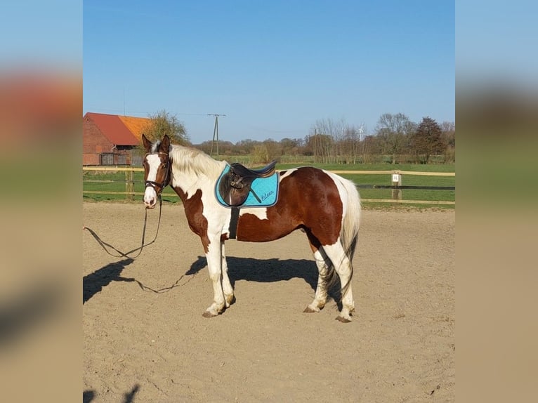 Polish Halfbred Gelding 11 years 15,2 hh Pinto in Altenberge