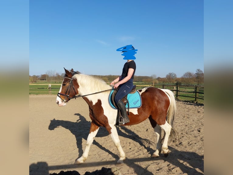 Polish Halfbred Gelding 11 years 15,2 hh Pinto in Altenberge