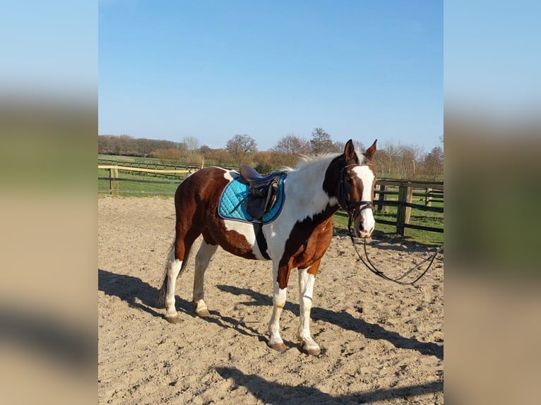 Polish Halfbred Gelding 11 years 15,2 hh Pinto in Altenberge