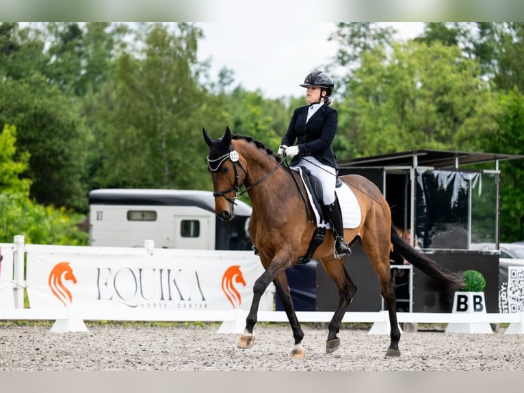 Polish Halfbred Gelding 11 years 16.1 hh Bay in Radzionków