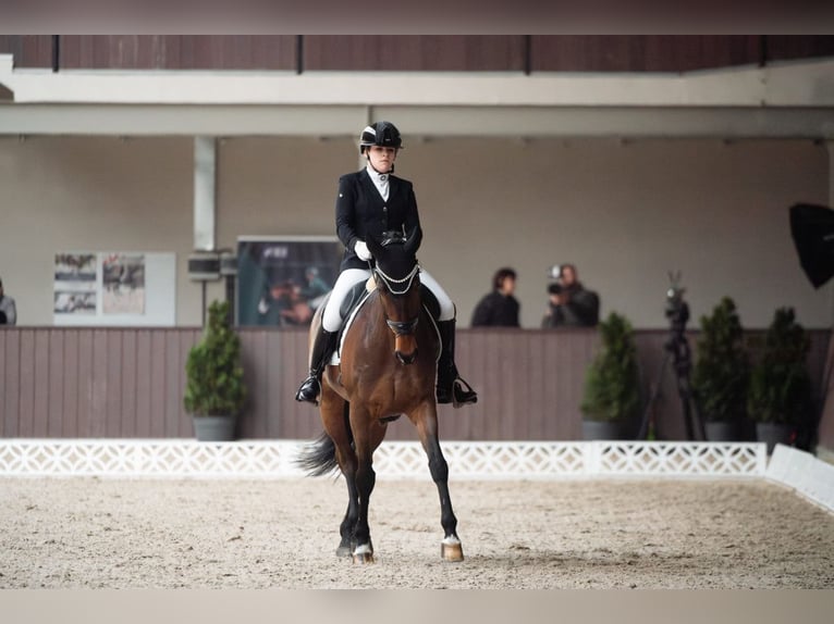 Polish Halfbred Gelding 11 years 16.1 hh Bay in Radzionków