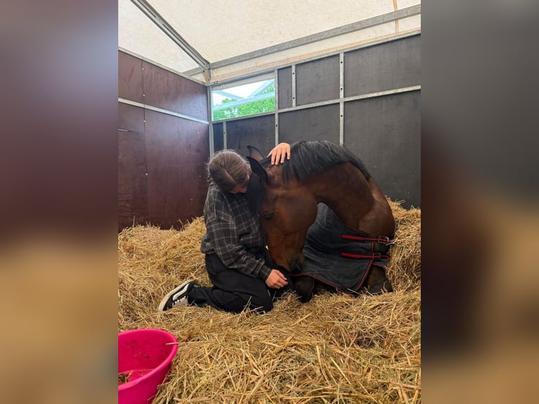 Polish Halfbred Gelding 11 years 16.1 hh Bay in Radzionków