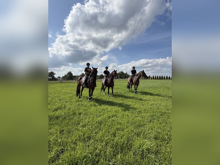 Polish Halfbred Gelding 11 years 16.1 hh Bay in Radzionków