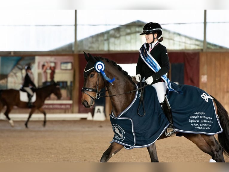 Polish Halfbred Gelding 11 years 16.1 hh Bay in Radzionków
