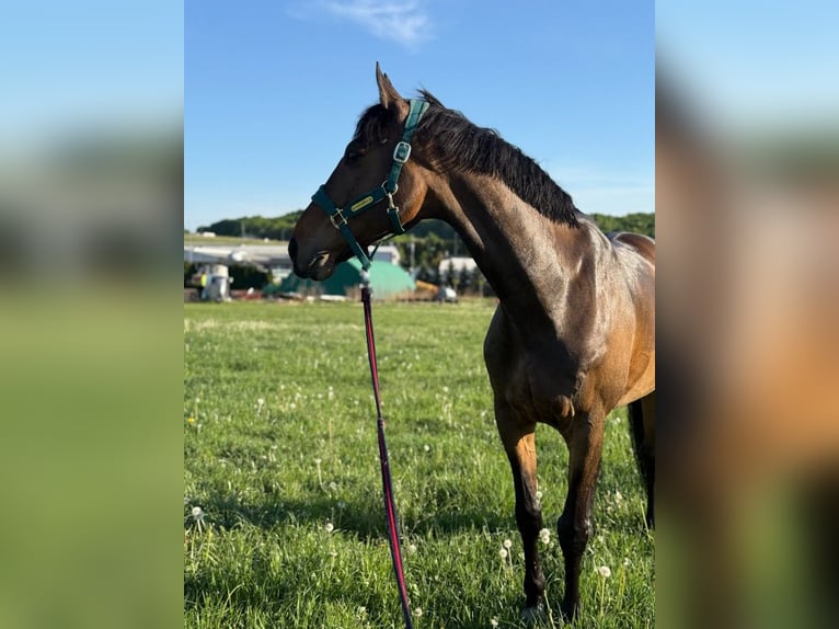 Polish Halfbred Gelding 11 years 16.1 hh Bay in Radzionków