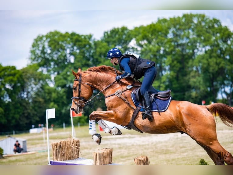 Polish Halfbred Gelding 11 years 16,1 hh Chestnut-Red in Borzęcin