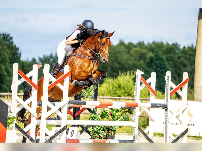 Polish Halfbred Gelding 11 years 17 hh Bay in &#x141;o&#x15B;