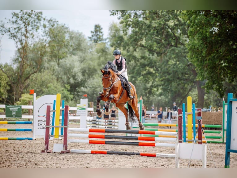 Polish Halfbred Gelding 11 years 17,2 hh Brown in Grudzi&#x105;dz