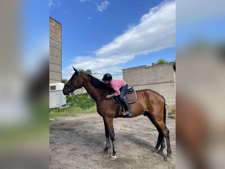 Polish Halfbred Gelding 11 years 17,2 hh Brown in Grudzi&#x105;dz
