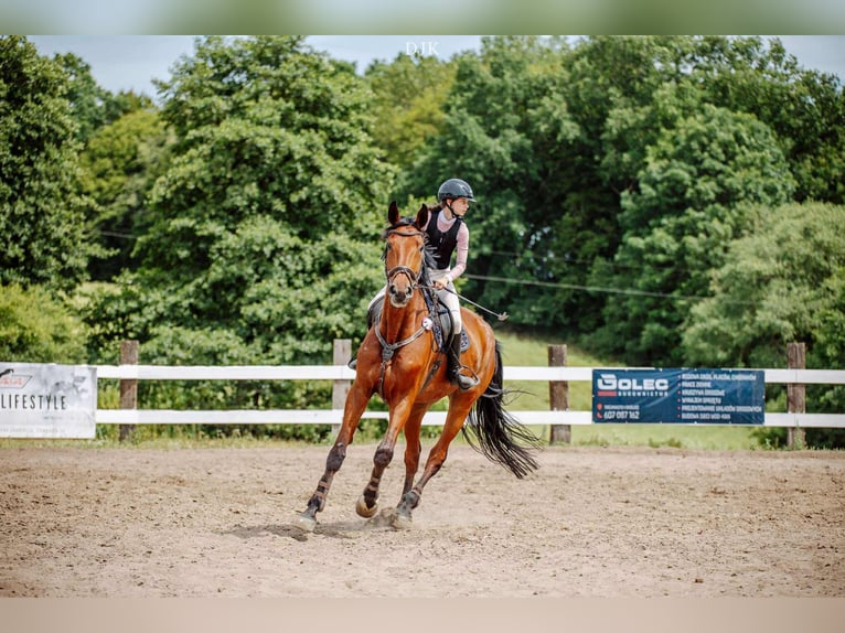 Polish Halfbred Gelding 11 years 17,2 hh Brown in Grudzi&#x105;dz