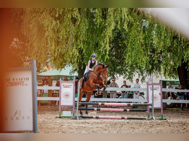 Polish Halfbred Gelding 11 years 17,2 hh Brown in Grudzi&#x105;dz